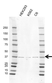 Anti PRKAB1 Antibody, clone K02/3D4 (PrecisionAb Monoclonal Antibody) thumbnail image 1