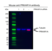 Anti PRKAR1A Antibody, clone OTI6C7 (PrecisionAb Monoclonal Antibody) thumbnail image 2
