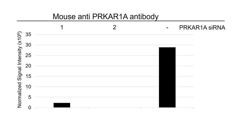 Anti PRKAR1A Antibody, clone OTI6C7 (PrecisionAb Monoclonal Antibody) gallery image 3