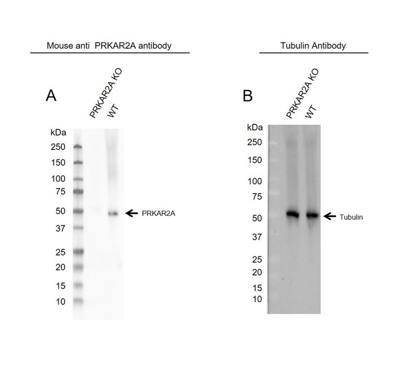 Anti PRKAR2A Antibody, clone OTI4A3 (PrecisionAb Monoclonal Antibody) gallery image 2