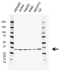 Anti Prkra Antibody, clone AB01/1C8 (PrecisionAb Monoclonal Antibody) gallery image 1