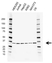 Anti Prkra Antibody, clone AB01/1C8 (PrecisionAb Monoclonal Antibody) thumbnail image 1