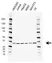 Anti Prkra Antibody, clone AB01/1C8 (PrecisionAb Monoclonal Antibody) thumbnail image 1