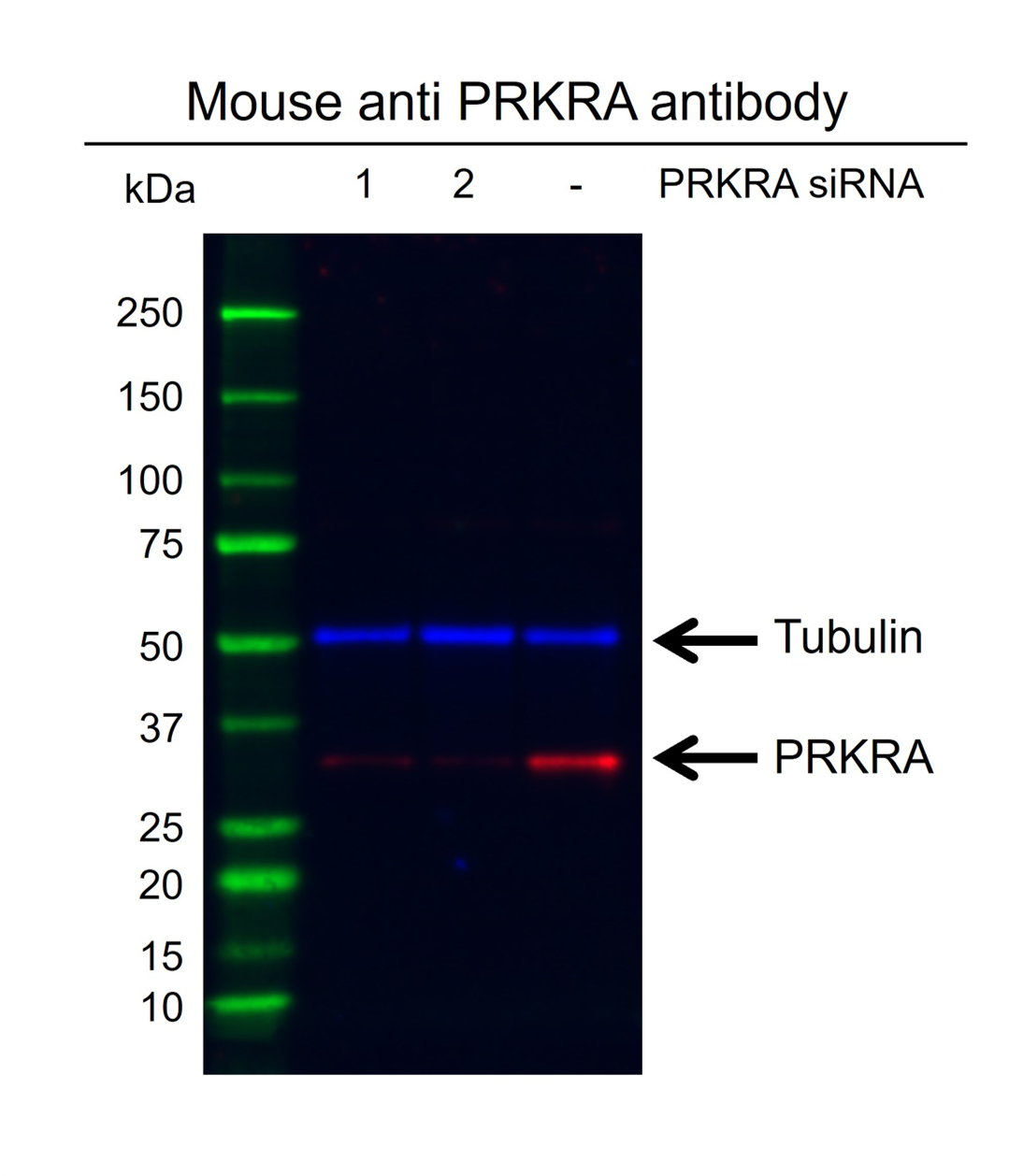 Anti Prkra Antibody, clone AB01/1C8 (PrecisionAb Monoclonal Antibody) gallery image 3