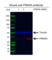 Anti Prkra Antibody, clone AB01/1C8 (PrecisionAb Monoclonal Antibody) thumbnail image 3