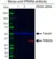 Anti Prkra Antibody, clone AB01/1C8 (PrecisionAb Monoclonal Antibody) thumbnail image 3