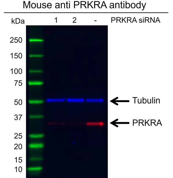 Anti Prkra Antibody, clone AB01/1C8 (PrecisionAb Monoclonal Antibody) gallery image 3