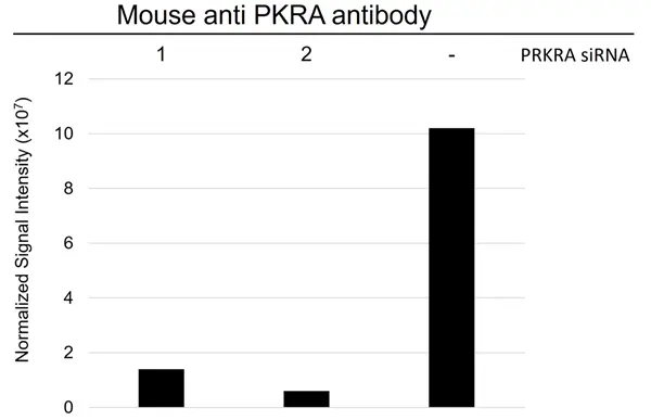 Anti Prkra Antibody, clone AB01/1C8 (PrecisionAb Monoclonal Antibody) gallery image 4
