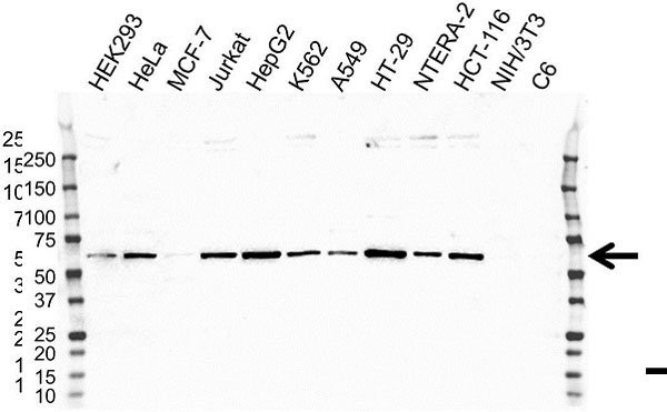 Anti PROFILIN-1 Antibody, clone OTI1D5 (PrecisionAb Monoclonal Antibody) gallery image 1