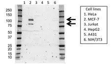 Anti Progesterone Receptor Antibody, clone UMAB137 (PrecisionAb Monoclonal Antibody) gallery image 1