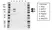 Anti Progesterone Receptor Antibody, clone UMAB137 (PrecisionAb Monoclonal Antibody) thumbnail image 1