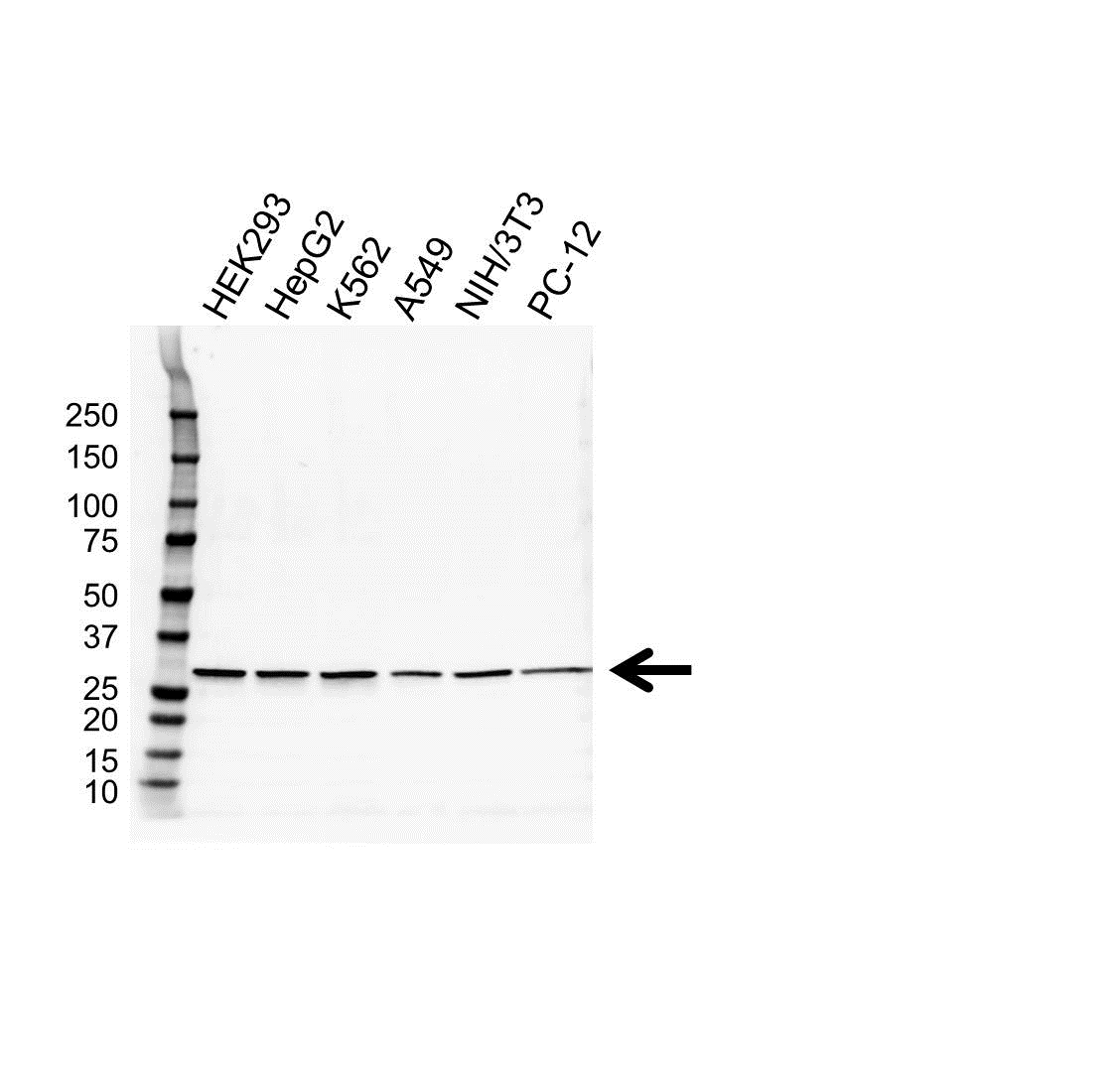 Anti Prohibitin Antibody, clone 5H7 (PrecisionAb Monoclonal Antibody) gallery image 1