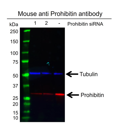 Anti Prohibitin Antibody, clone 5H7 (PrecisionAb Monoclonal Antibody) gallery image 2