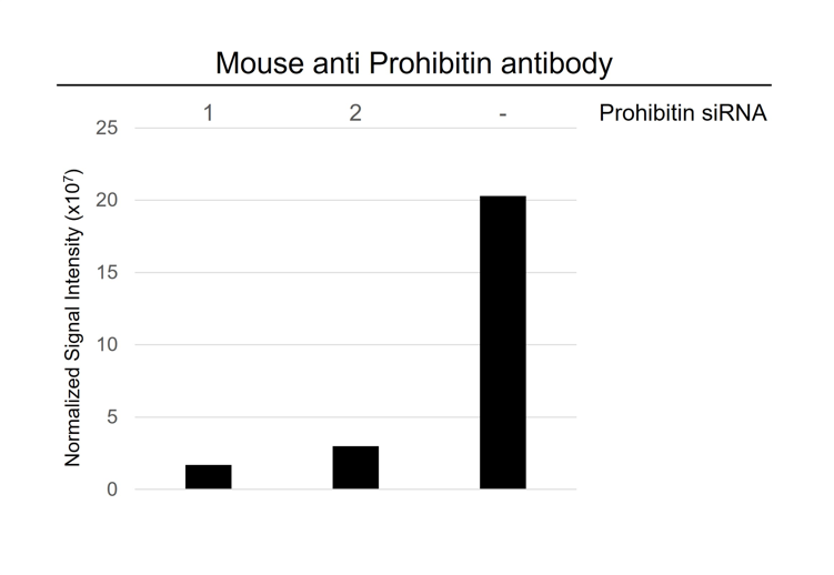 Anti Prohibitin Antibody, clone 5H7 (PrecisionAb Monoclonal Antibody) gallery image 3