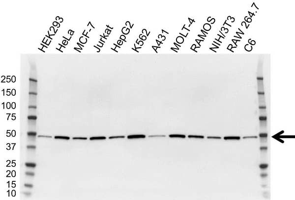Anti Proliferation Associated Protein 2G4 Antibody, clone OTI1D3 (PrecisionAb Monoclonal Antibody) gallery image 1