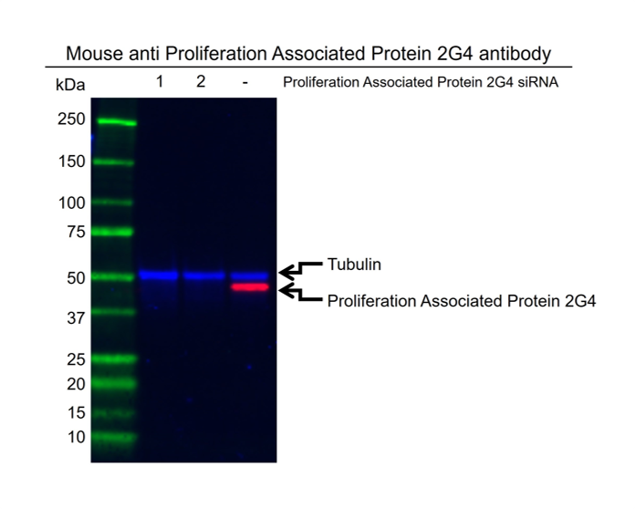 Anti Proliferation Associated Protein 2G4 Antibody, clone OTI1D3 (PrecisionAb Monoclonal Antibody) gallery image 2