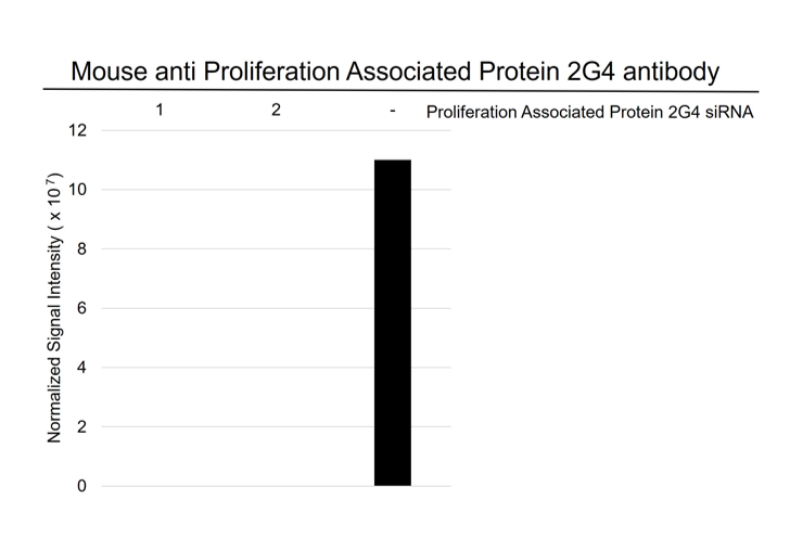Anti Proliferation Associated Protein 2G4 Antibody, clone OTI1D3 (PrecisionAb Monoclonal Antibody) gallery image 3