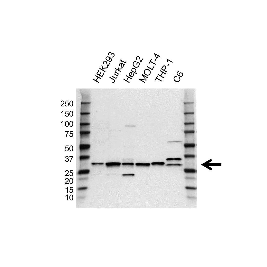 Anti Prosc Antibody, clone OTI3A6 (PrecisionAb Monoclonal Antibody) gallery image 1