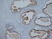 Anti Human Prostate Specific Antigen Antibody, clone 58.8H10 thumbnail image 1
