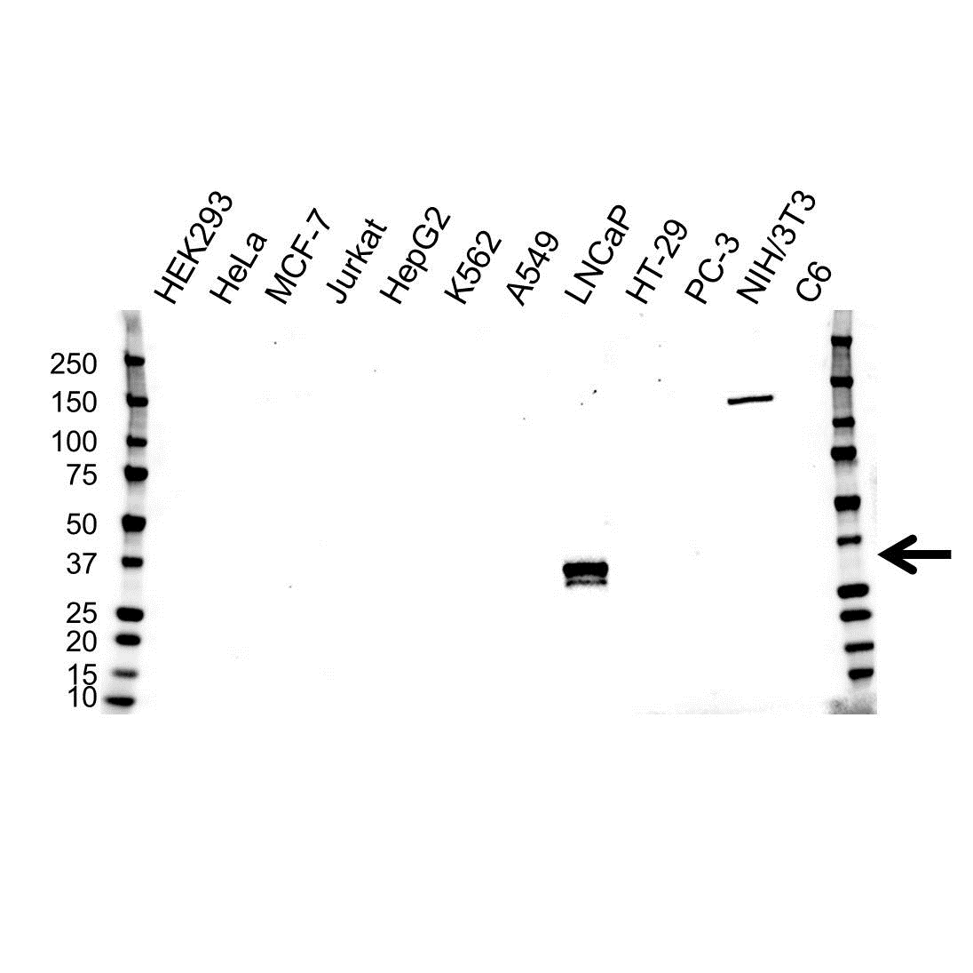 Anti Prostate Specific Antigen Antibody, clone OTI1A1 (PrecisionAb Monoclonal Antibody) gallery image 1