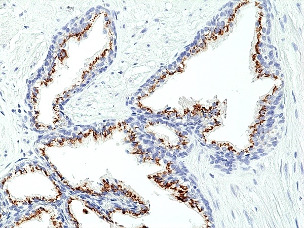 Anti Prostein Antibody, clone RM426 gallery image 1