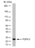 Anti Human Protein Gene Product 9.5 Antibody, clone 13C4 thumbnail image 1