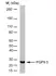 Anti Human Protein Gene Product 9.5 Antibody, clone 13C4 thumbnail image 1