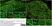 Anti Human Protein Gene Product 9.5 Antibody, clone 13C4 thumbnail image 12