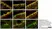 Anti Human Protein Gene Product 9.5 Antibody, clone 13C4 thumbnail image 13