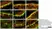 Anti Human Protein Gene Product 9.5 Antibody, clone 13C4 thumbnail image 14