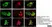 Anti Human Protein Gene Product 9.5 Antibody, clone 13C4 thumbnail image 15