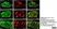 Anti Human Protein Gene Product 9.5 Antibody, clone 13C4 thumbnail image 16