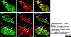 Anti Human Protein Gene Product 9.5 Antibody, clone 13C4 gallery image 17