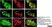 Anti Human Protein Gene Product 9.5 Antibody, clone 13C4 thumbnail image 17