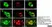 Anti Human Protein Gene Product 9.5 Antibody, clone 13C4 thumbnail image 18