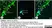 Anti Human Protein Gene Product 9.5 Antibody, clone 13C4 thumbnail image 2