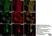Anti Human Protein Gene Product 9.5 Antibody, clone 13C4 thumbnail image 20