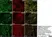 Anti Human Protein Gene Product 9.5 Antibody, clone 13C4 thumbnail image 21