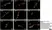 Anti Human Protein Gene Product 9.5 Antibody, clone 13C4 thumbnail image 22