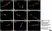 Anti Human Protein Gene Product 9.5 Antibody, clone 13C4 thumbnail image 24