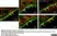 Anti Human Protein Gene Product 9.5 Antibody, clone 13C4 thumbnail image 26