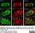Anti Human Protein Gene Product 9.5 Antibody, clone 13C4 thumbnail image 27