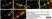Anti Human Protein Gene Product 9.5 Antibody, clone 13C4 thumbnail image 29