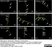 Anti Human Protein Gene Product 9.5 Antibody, clone 13C4 thumbnail image 3