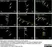 Anti Human Protein Gene Product 9.5 Antibody, clone 13C4 thumbnail image 3