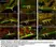Anti Human Protein Gene Product 9.5 Antibody, clone 13C4 thumbnail image 33
