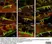 Anti Human Protein Gene Product 9.5 Antibody, clone 13C4 thumbnail image 35