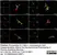 Anti Human Protein Gene Product 9.5 Antibody, clone 13C4 thumbnail image 36