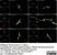 Anti Human Protein Gene Product 9.5 Antibody, clone 13C4 thumbnail image 37