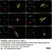 Anti Human Protein Gene Product 9.5 Antibody, clone 13C4 thumbnail image 38
